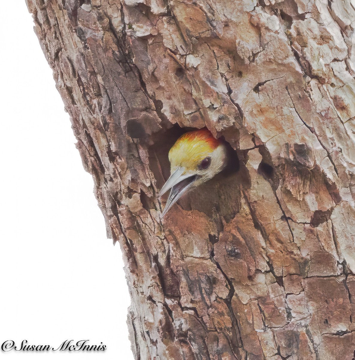Yellow-crowned Woodpecker - Susan Mac