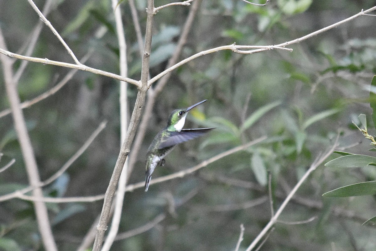 White-throated Hummingbird - Marcelo Cuadrado