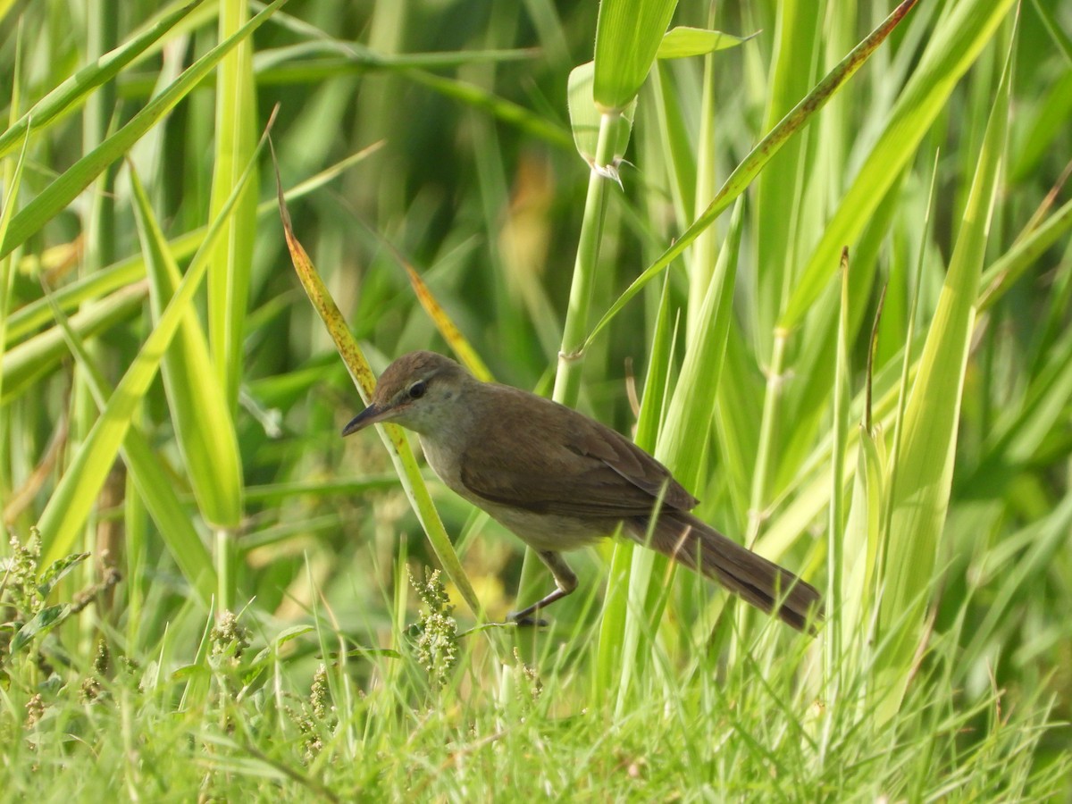 Clamorous Reed Warbler (Brown) - Xander Vissering
