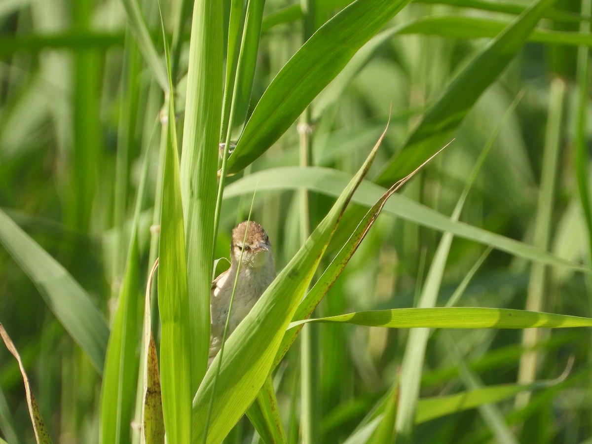 Clamorous Reed Warbler (Brown) - Xander Vissering