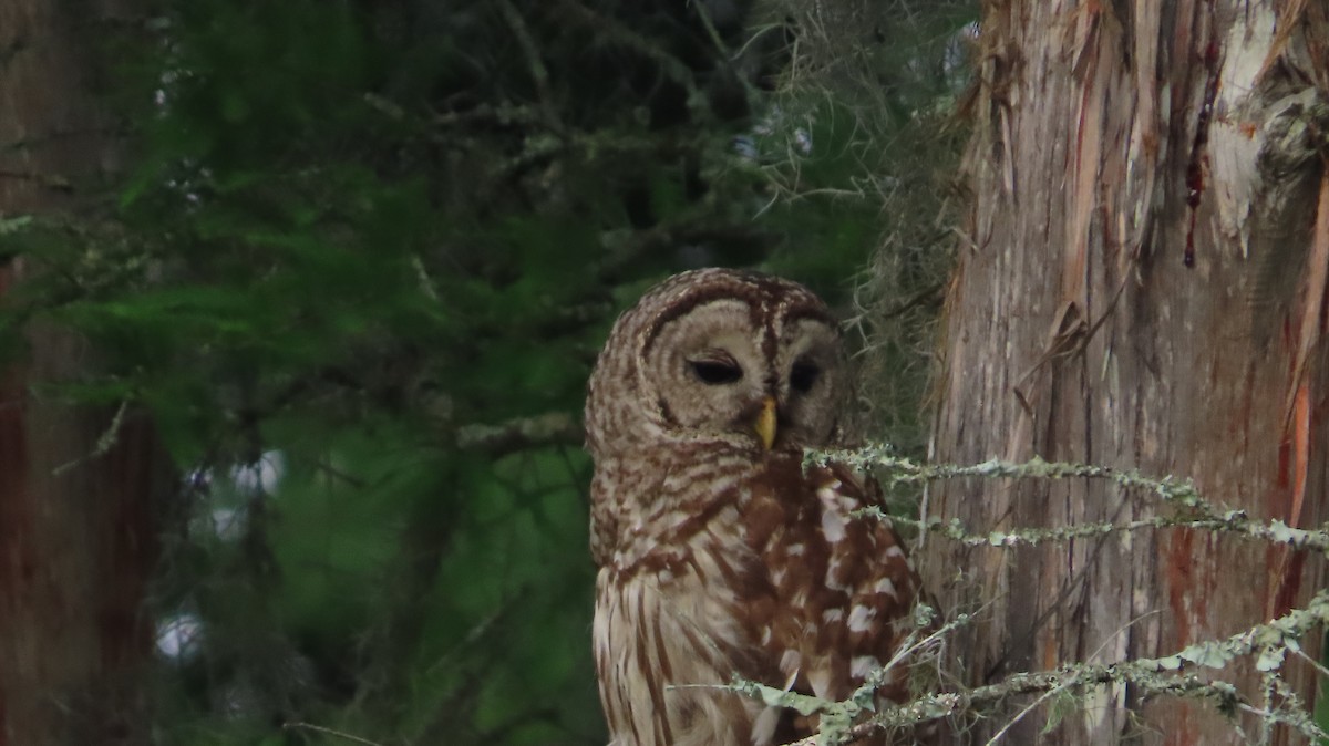 Barred Owl - Lorna Thomas