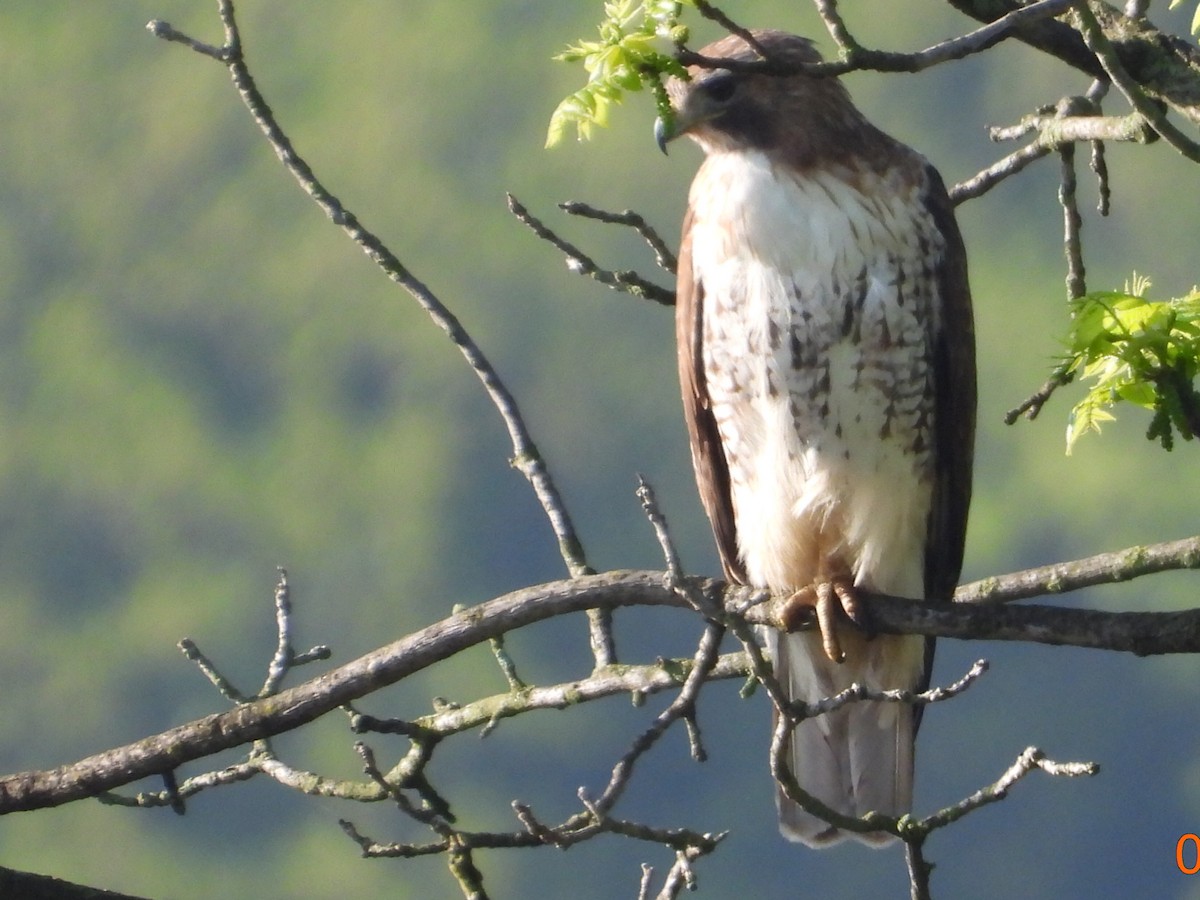 Red-tailed Hawk - ML618277378