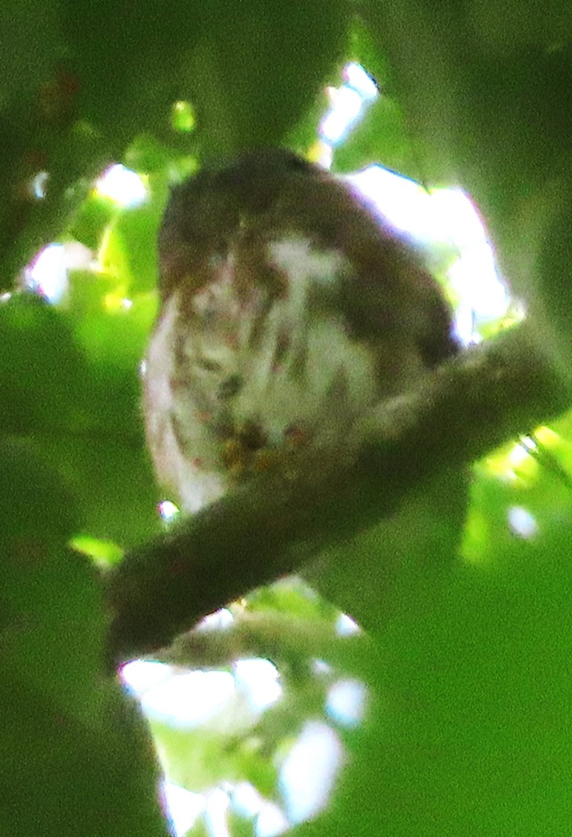 Amazonian Pygmy-Owl - ML618277419