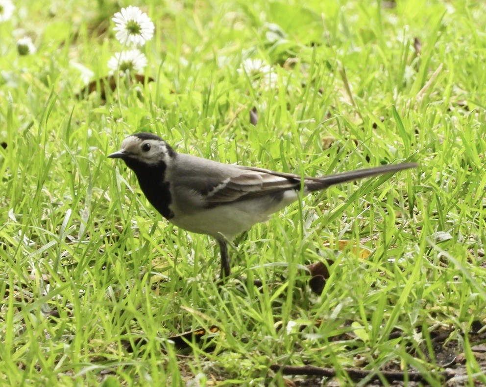 White Wagtail (White-faced) - ML618277426