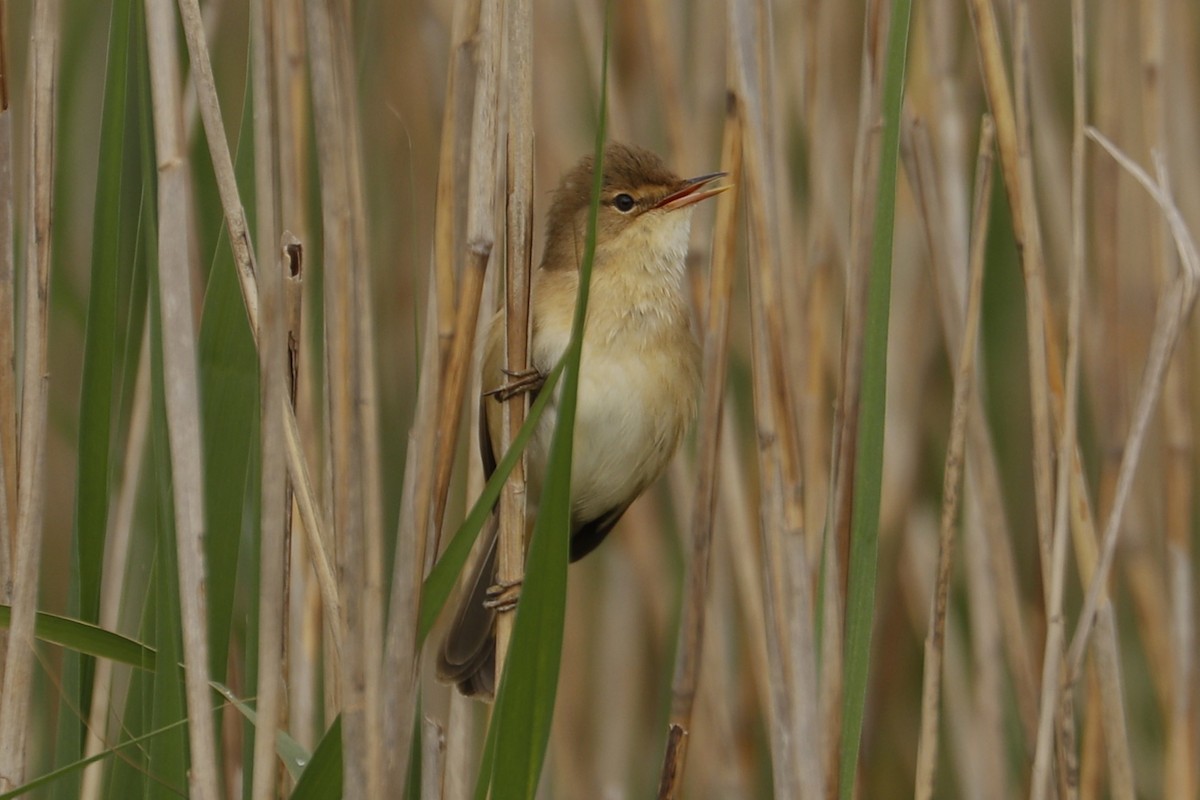 Common Reed Warbler - ML618277440