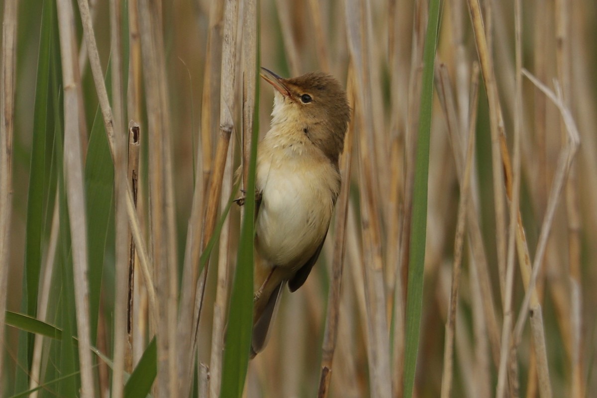 Common Reed Warbler - ML618277450