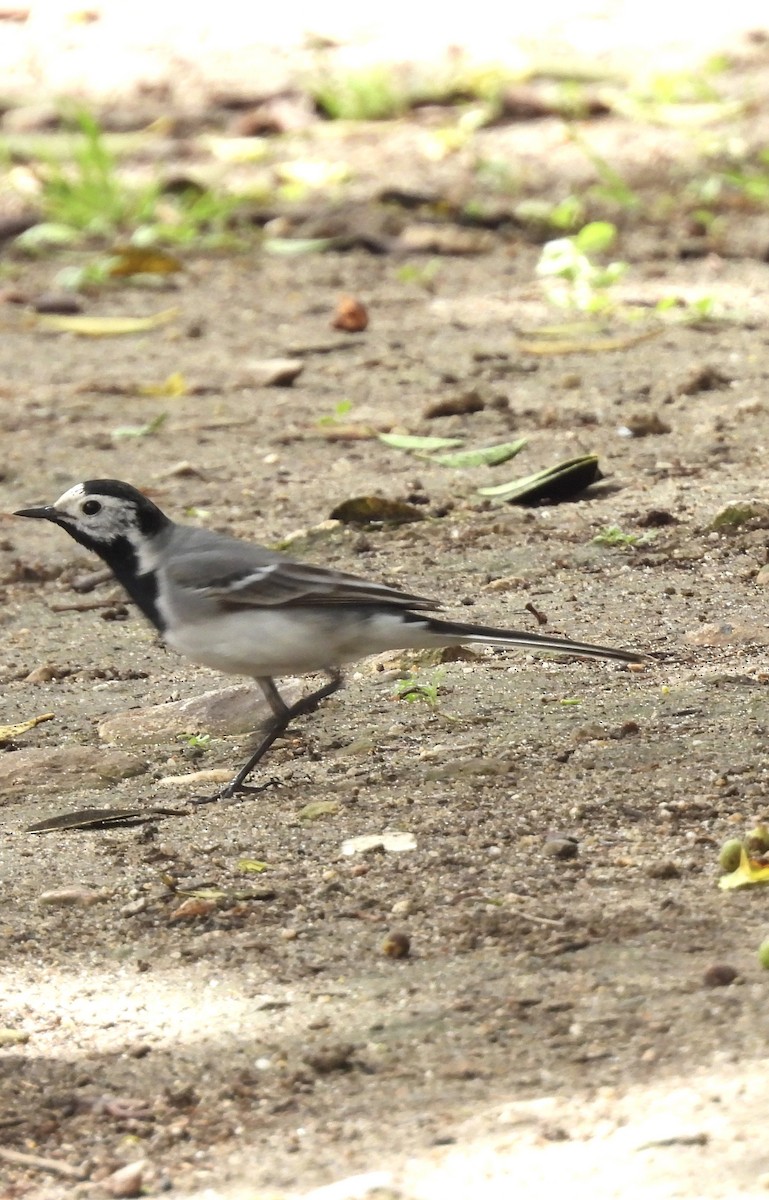 White Wagtail (White-faced) - ML618277464