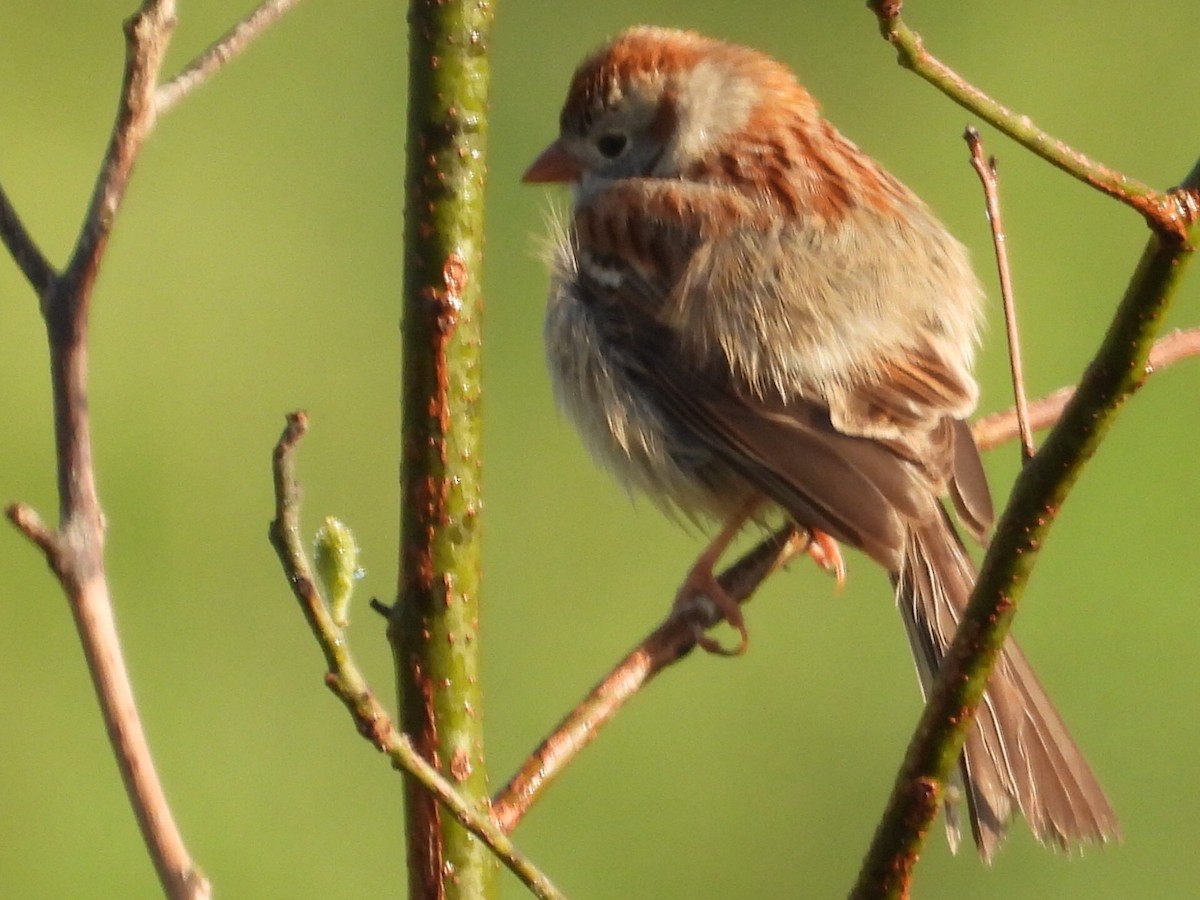 Field Sparrow - ML618277466