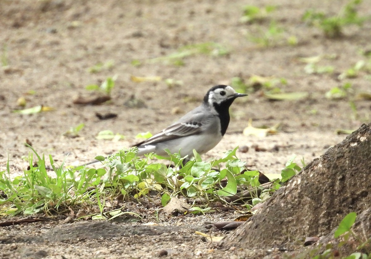 White Wagtail (White-faced) - ML618277475
