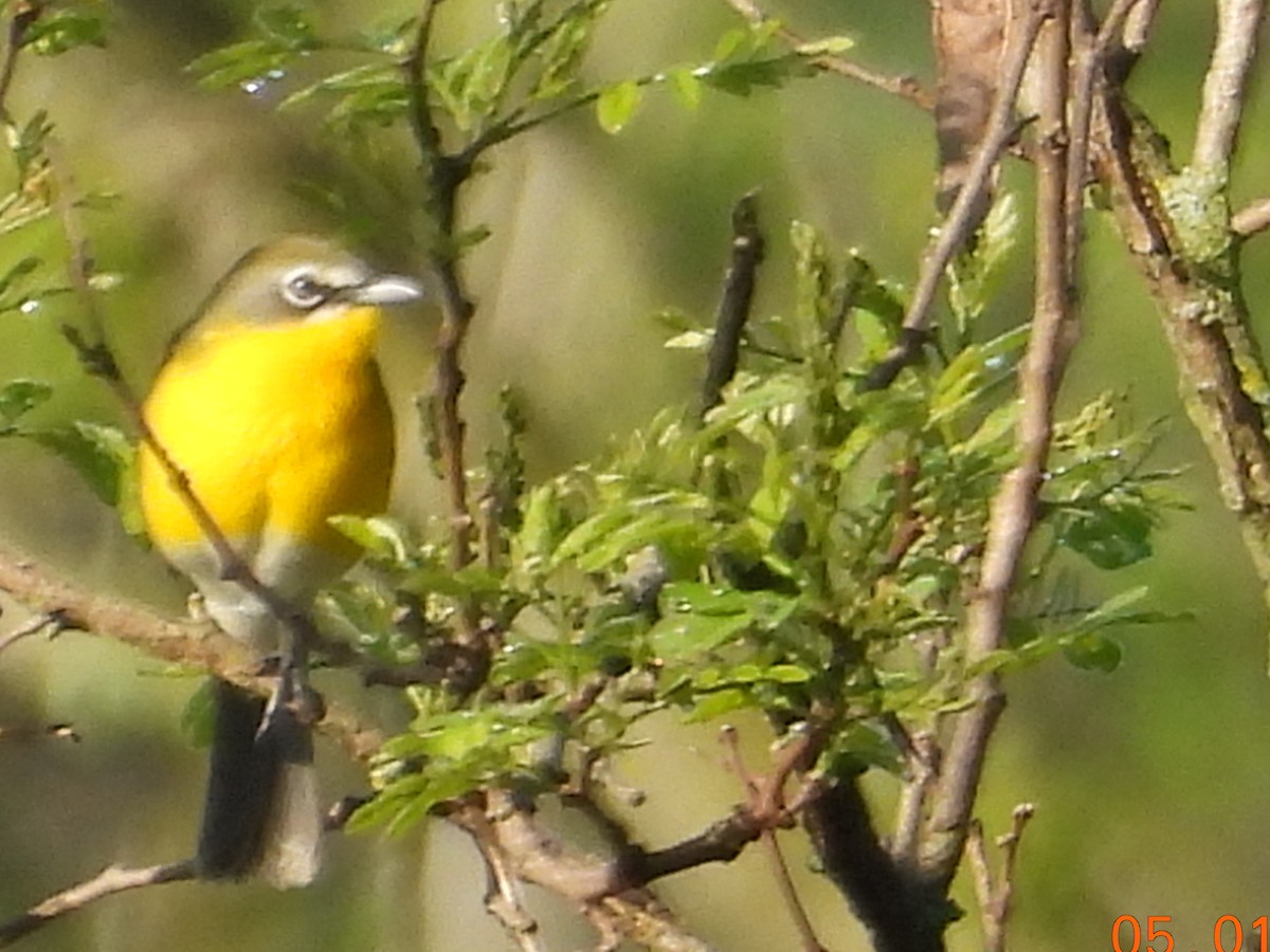 Yellow-breasted Chat - ML618277536
