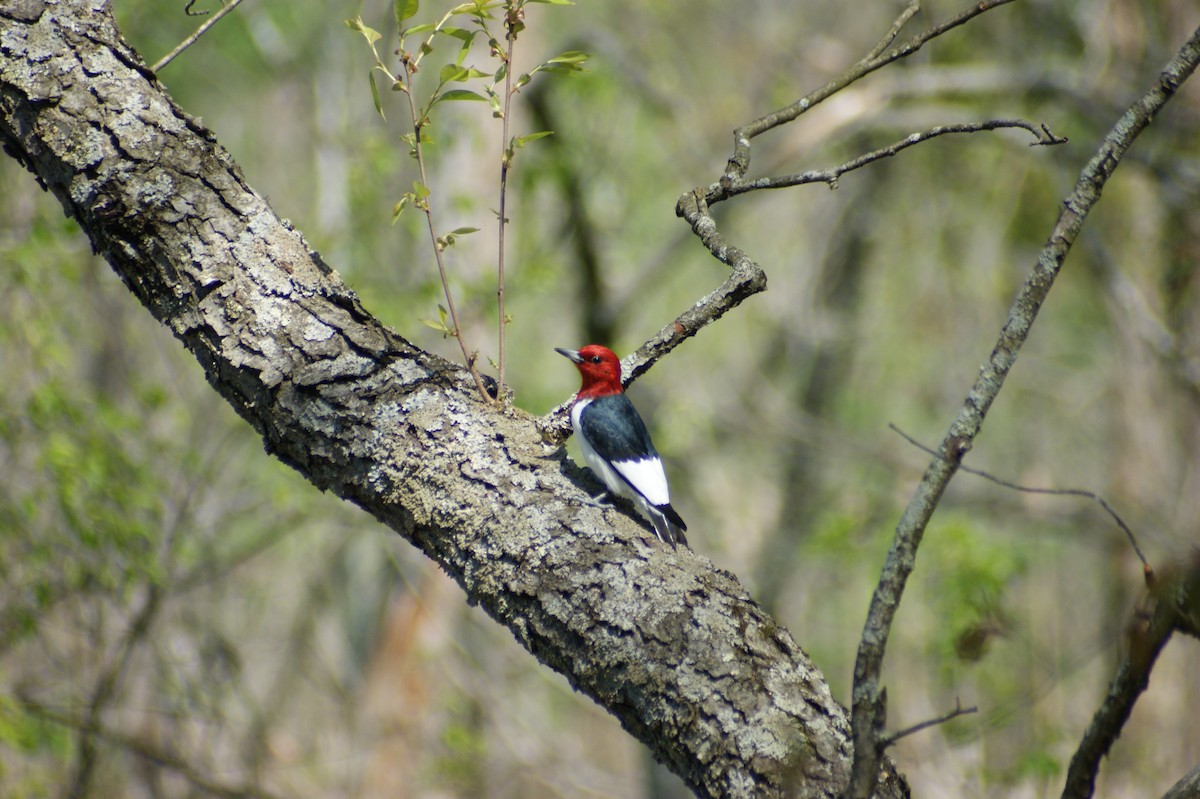 Red-headed Woodpecker - ML618277541