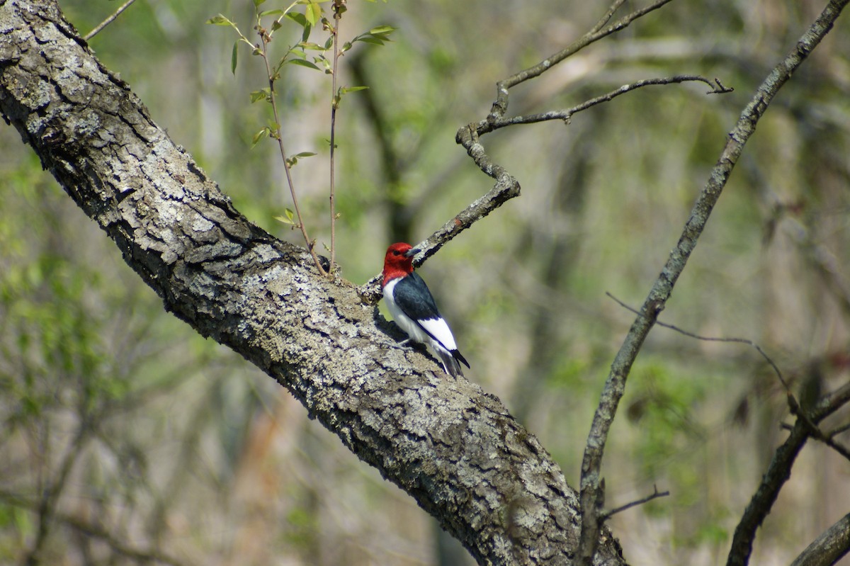 Red-headed Woodpecker - ML618277542