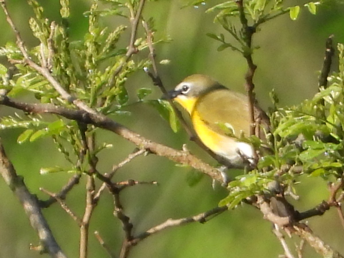 Yellow-breasted Chat - ML618277545