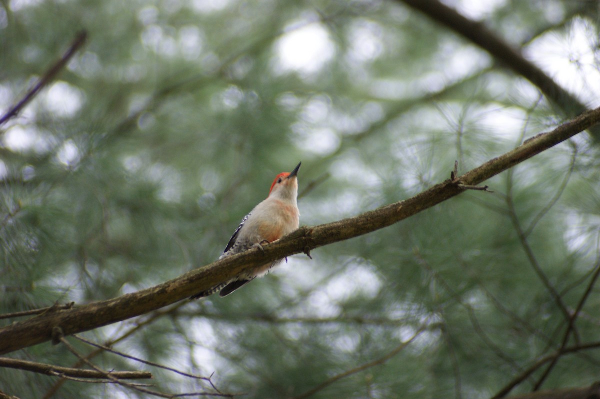 Red-bellied Woodpecker - ML618277547