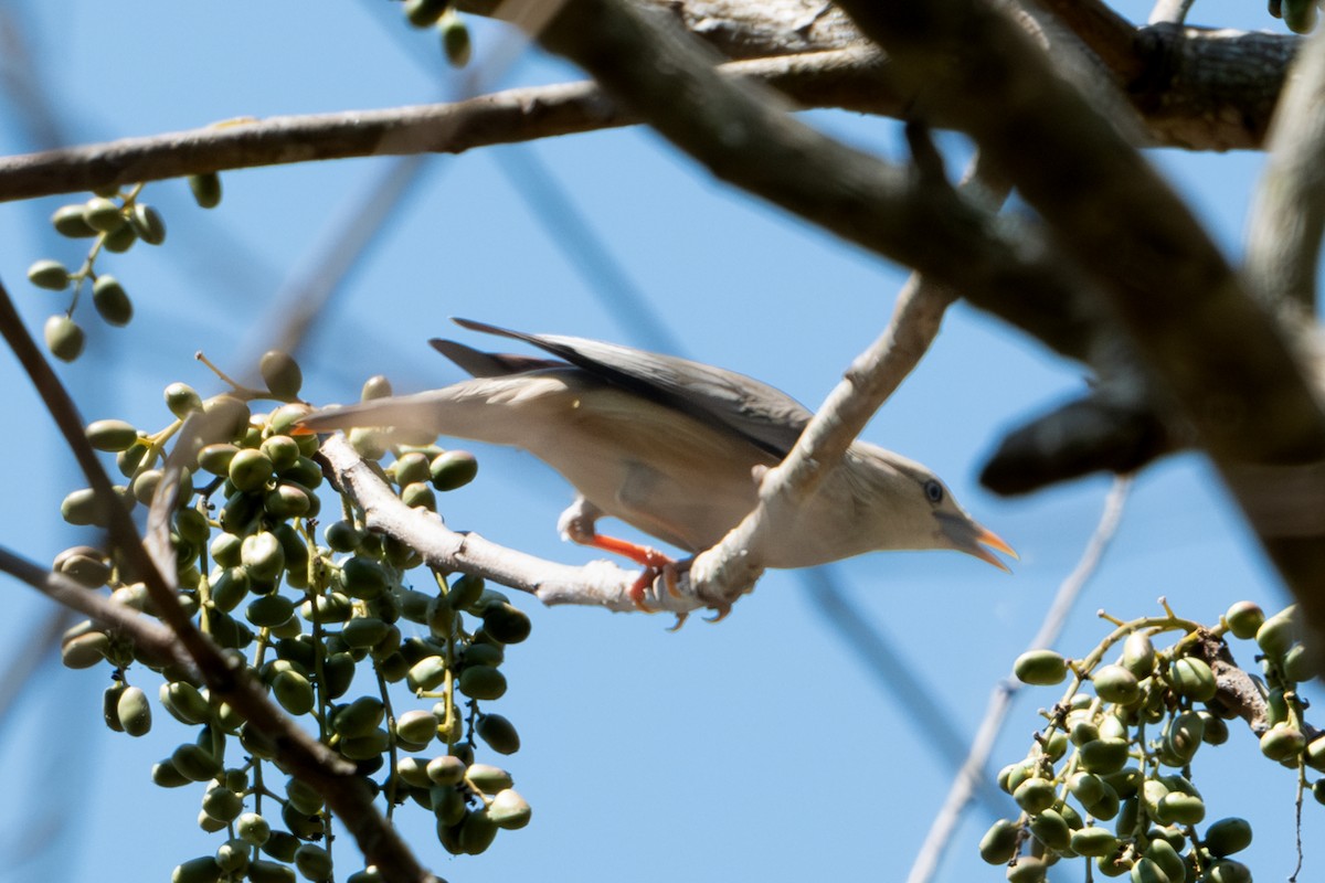 Chestnut-tailed Starling - ML618277553