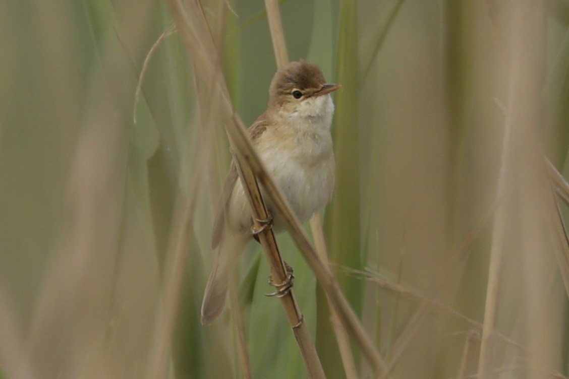 Common Reed Warbler - ML618277588