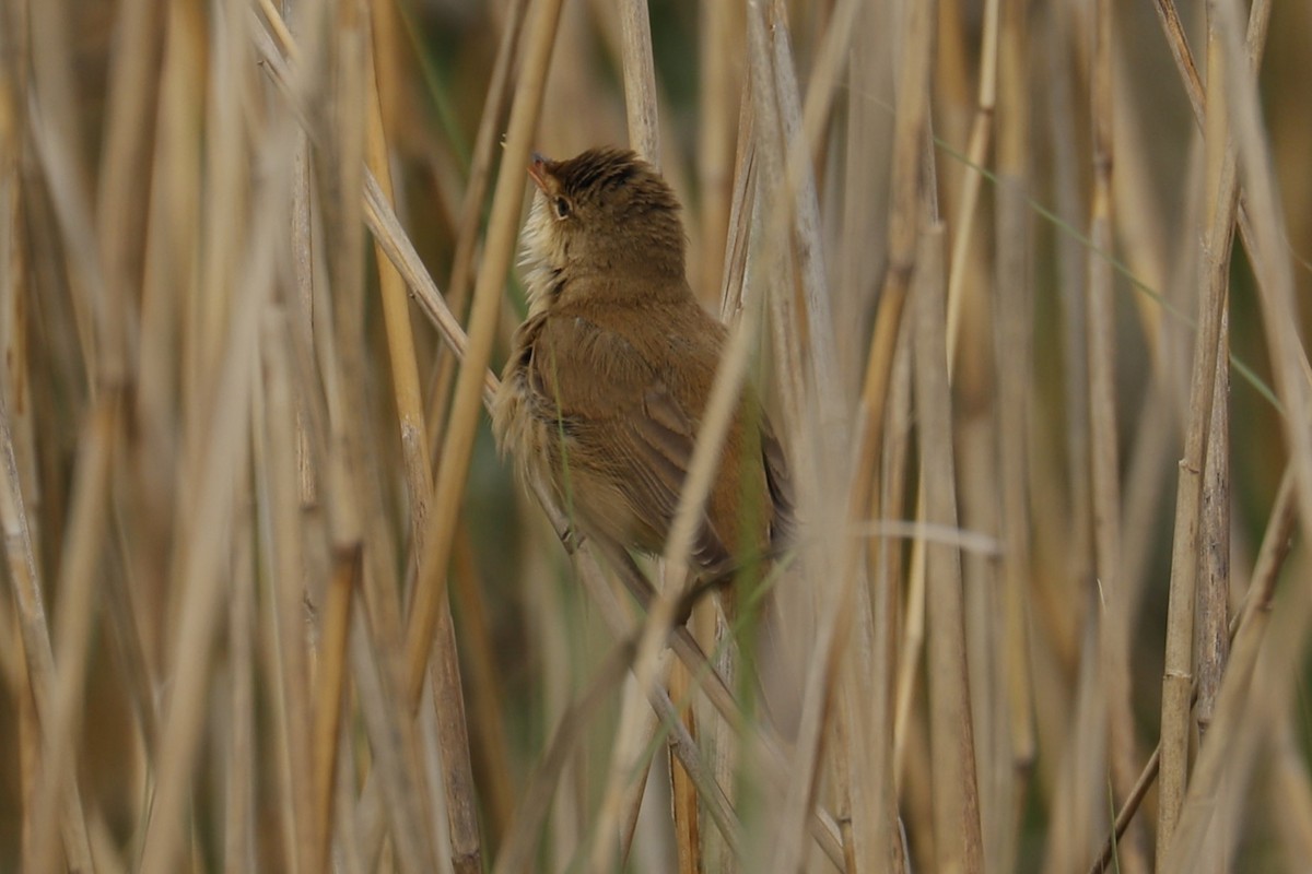 Common Reed Warbler - ML618277594