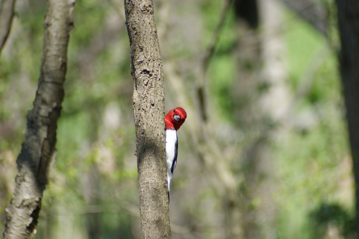 Red-headed Woodpecker - ML618277612
