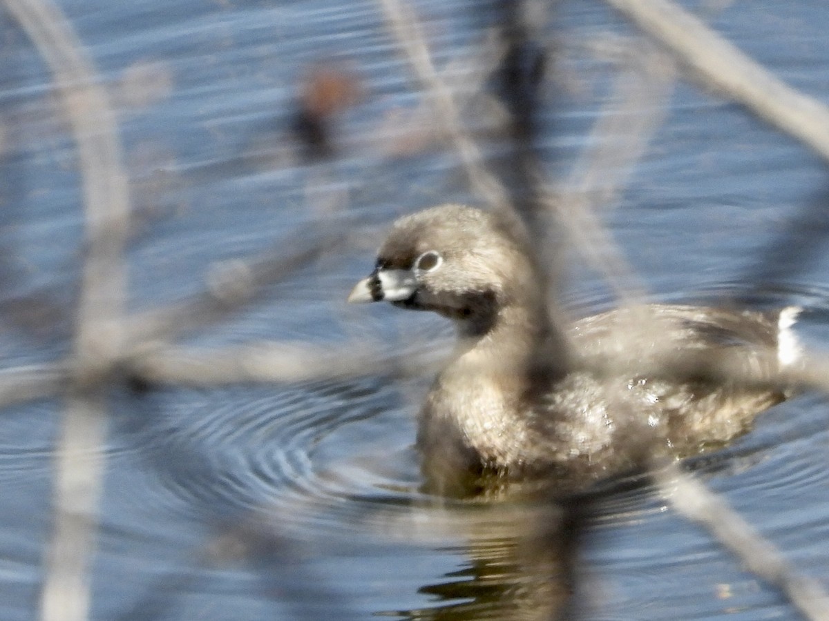 Pied-billed Grebe - Anonymous