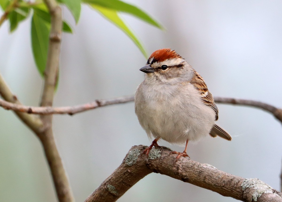 Chipping Sparrow - ML618277651