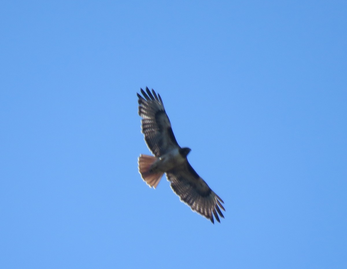 Red-tailed Hawk - David Mostardi