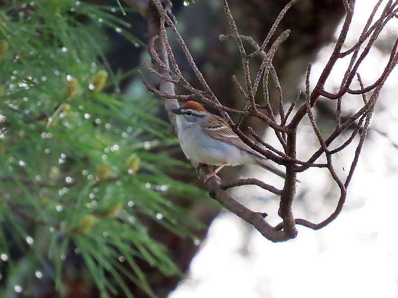Chipping Sparrow - ML618277672