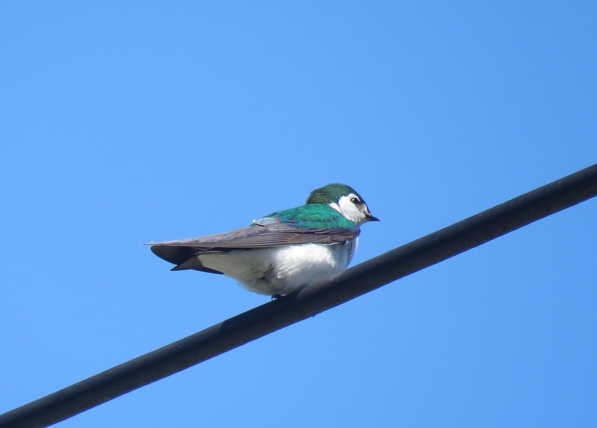 Violet-green Swallow - ML618277694