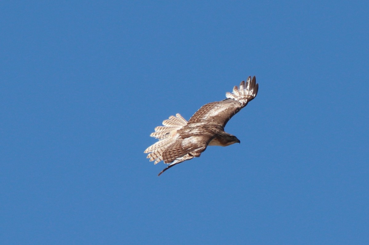 Red-tailed Hawk - ML618277719