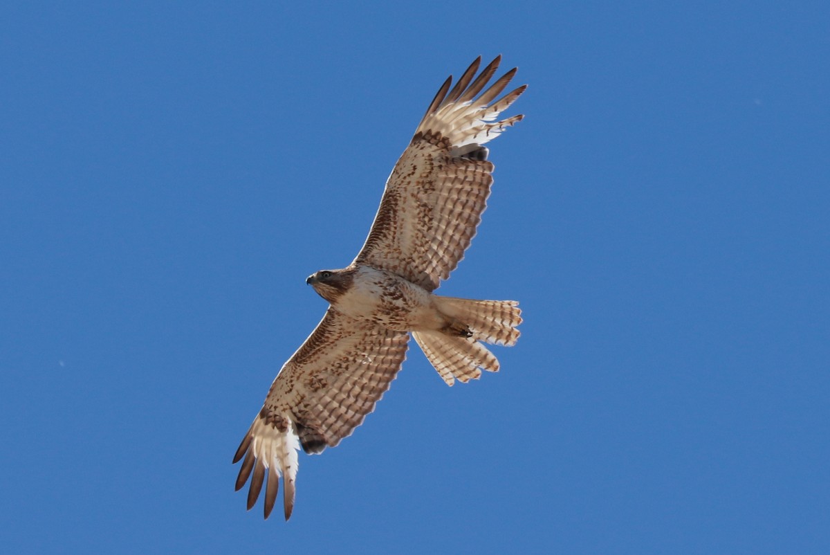 Red-tailed Hawk - ML618277728