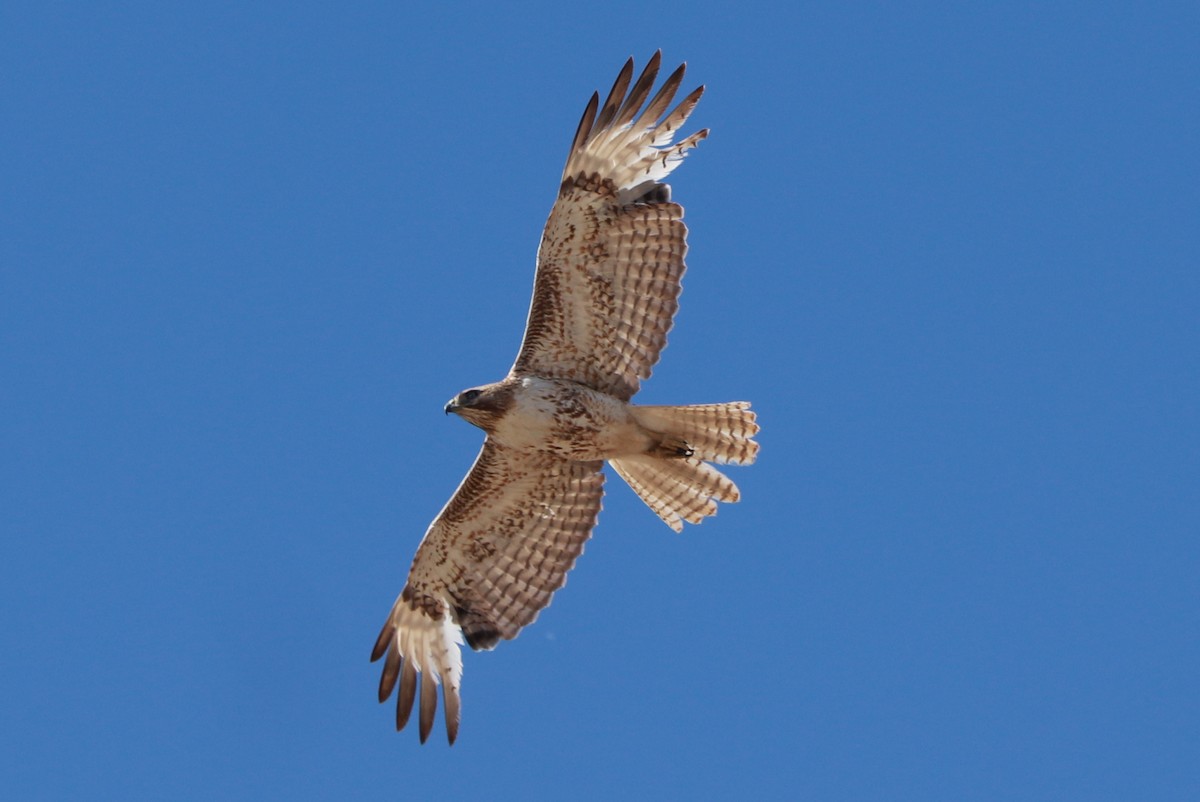 Red-tailed Hawk - ML618277729
