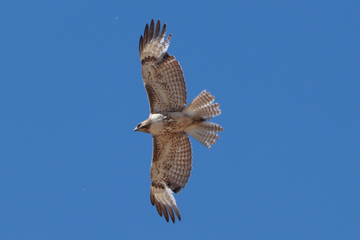 Red-tailed Hawk - ML618277730