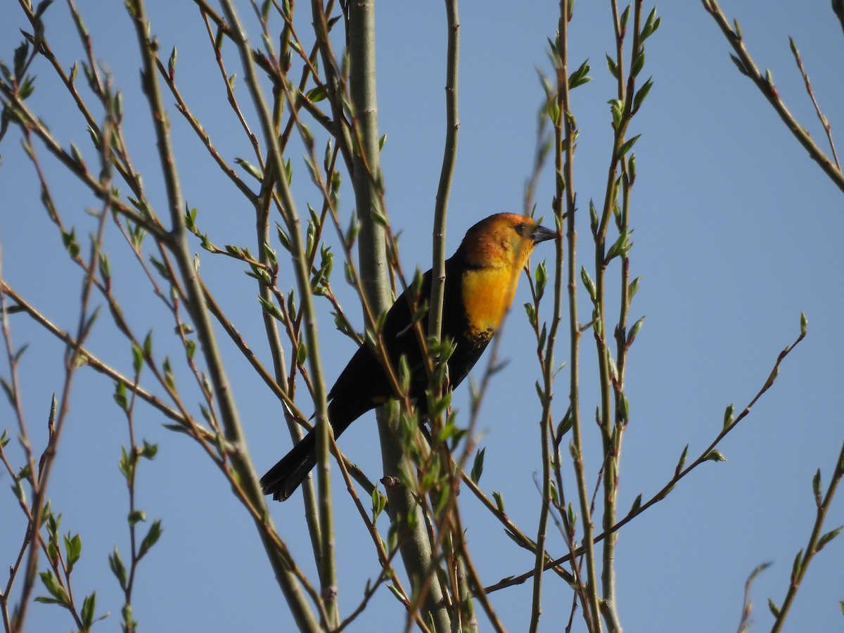 Yellow-headed Blackbird - Aiden Saari