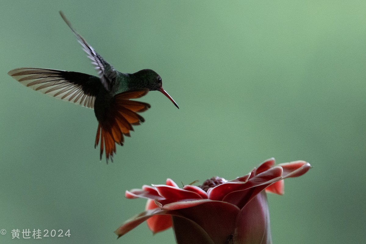 kolibřík lesklý - ML618277756