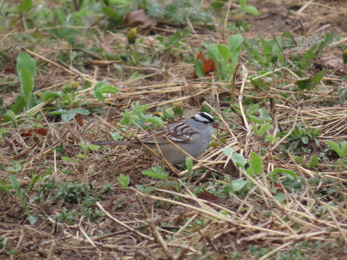White-crowned Sparrow - ML618277769