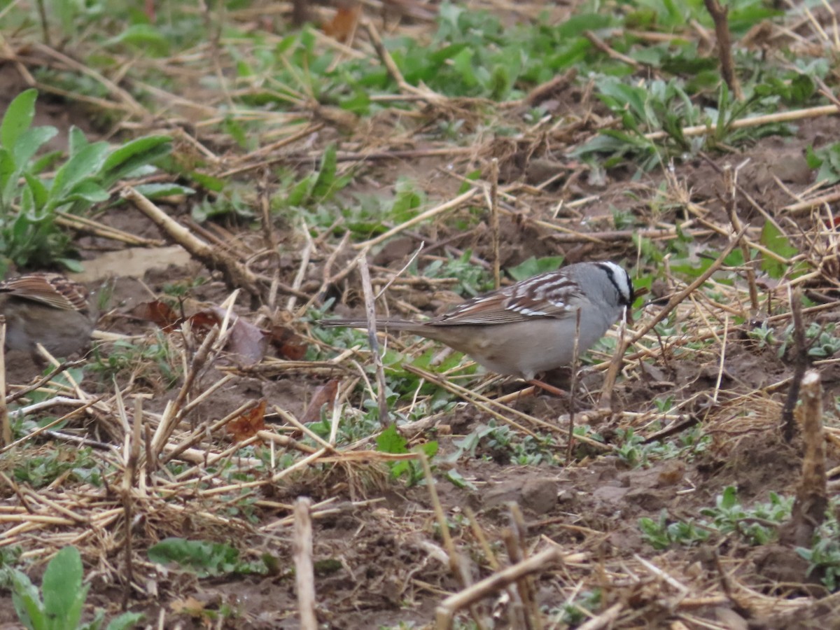 White-crowned Sparrow - ML618277770