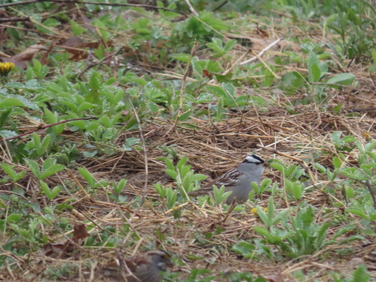 White-crowned Sparrow - ML618277771