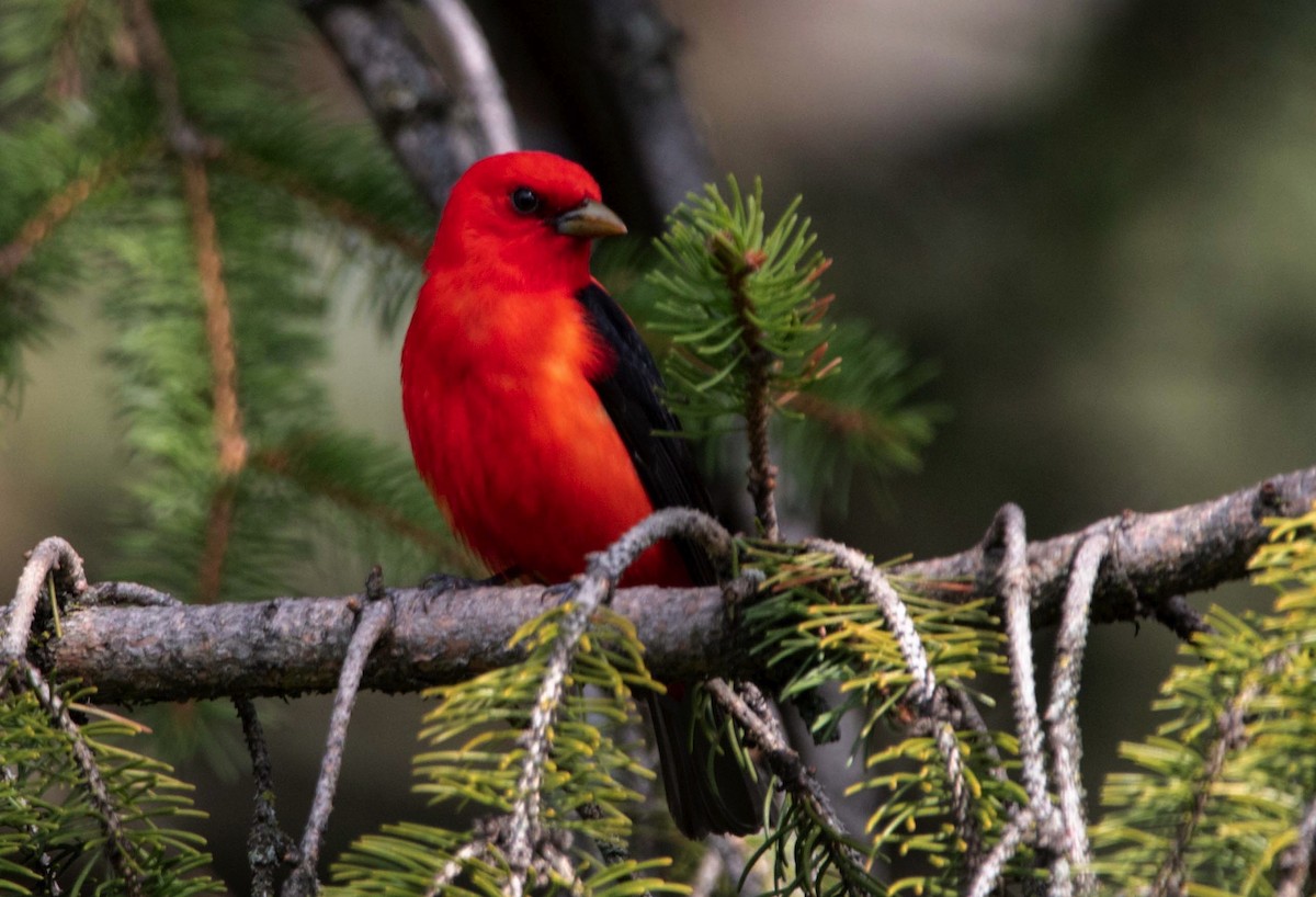 Scarlet Tanager - ML618277797