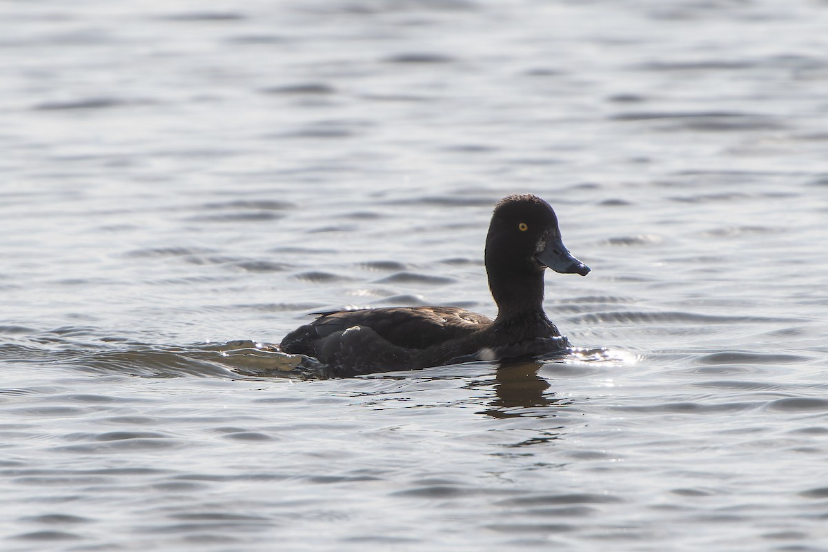 Tufted Duck - ML618277801