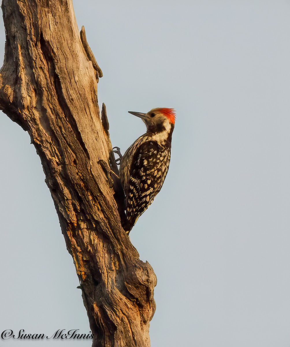 Yellow-crowned Woodpecker - ML618277834