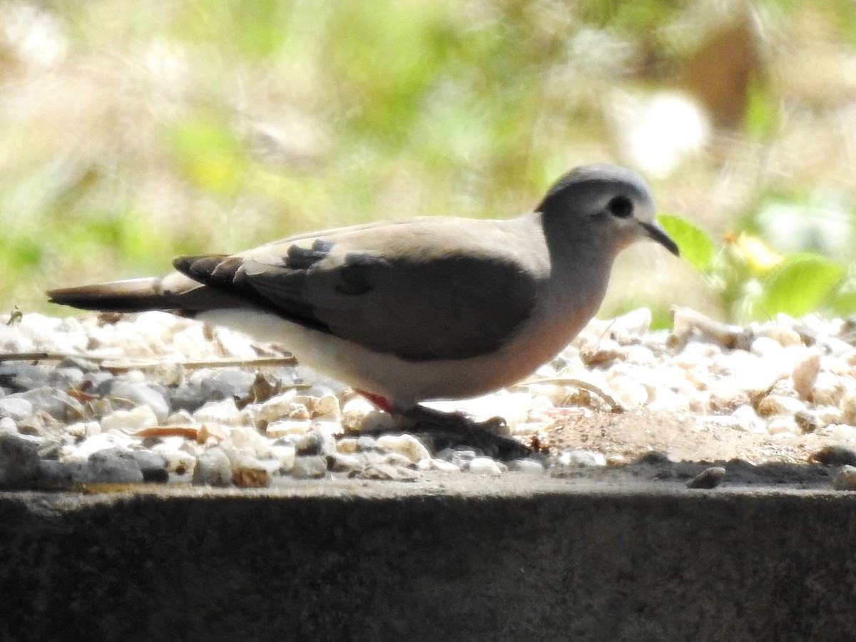 Emerald-spotted Wood-Dove - ML618277841