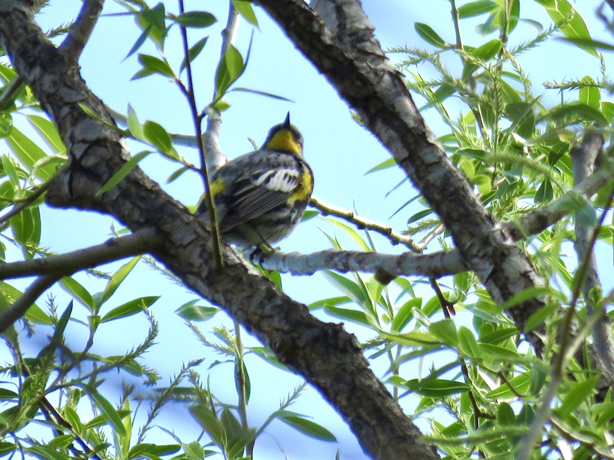 Yellow-rumped Warbler (Audubon's) - ML618277858