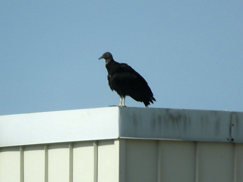 Black Vulture - ML618277864