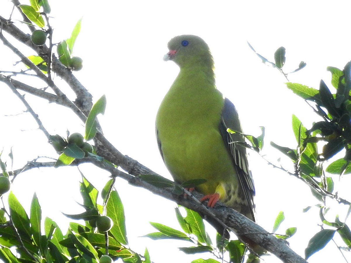 African Green-Pigeon - ML618277877