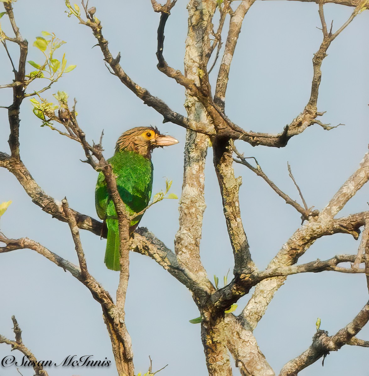 Lineated Barbet - ML618277880