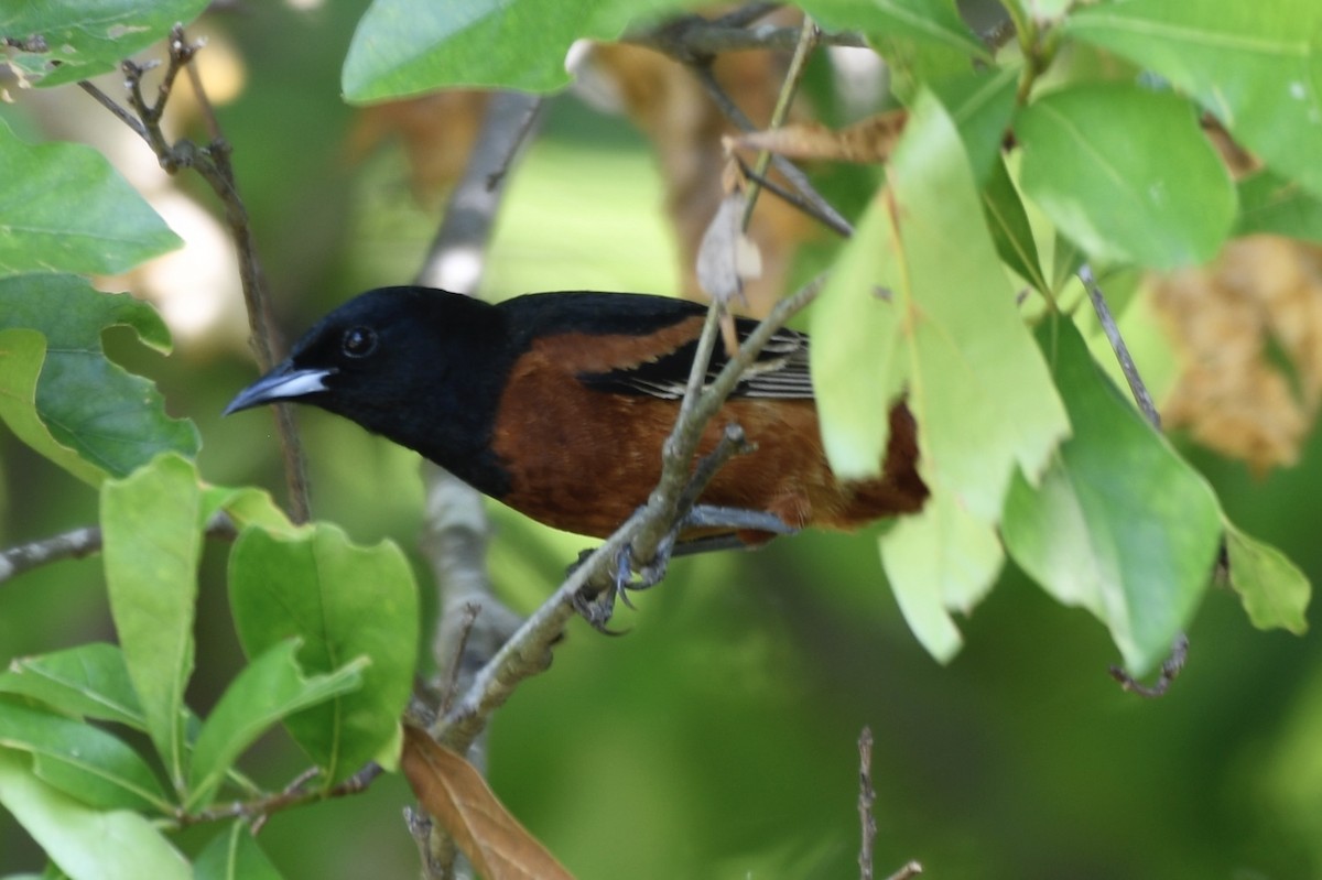 Orchard Oriole - ML618277899