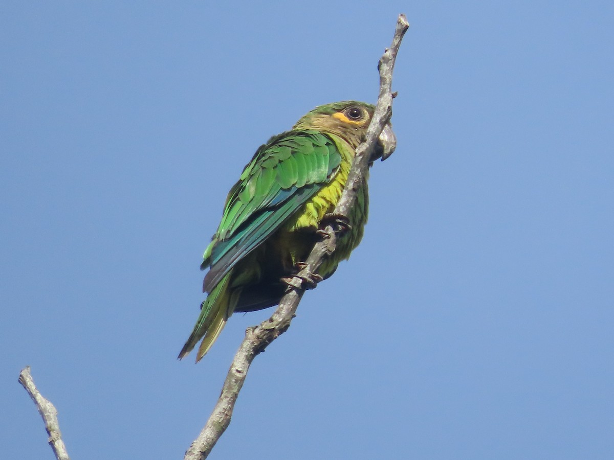 Brown-throated Parakeet - katiuska Sicilia