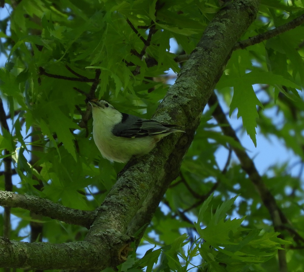 White-breasted Nuthatch - Marion Miller