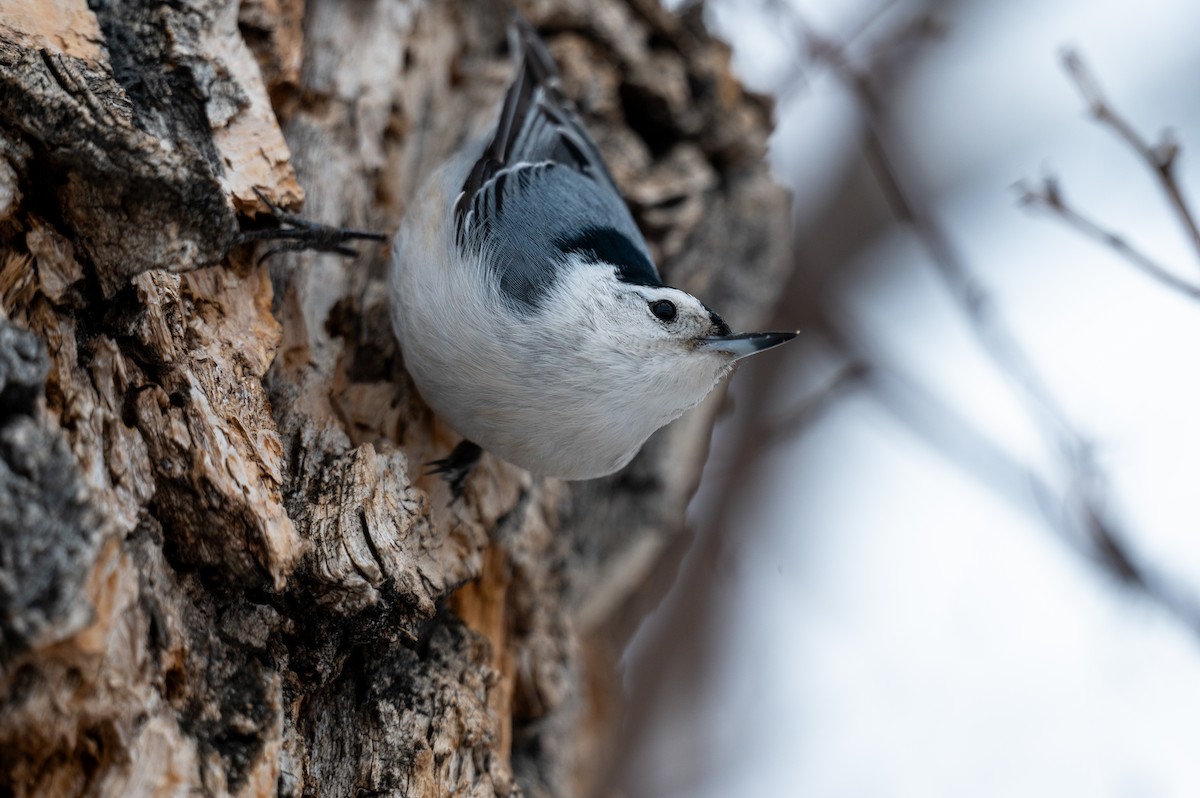 White-breasted Nuthatch - Mason Tremblay