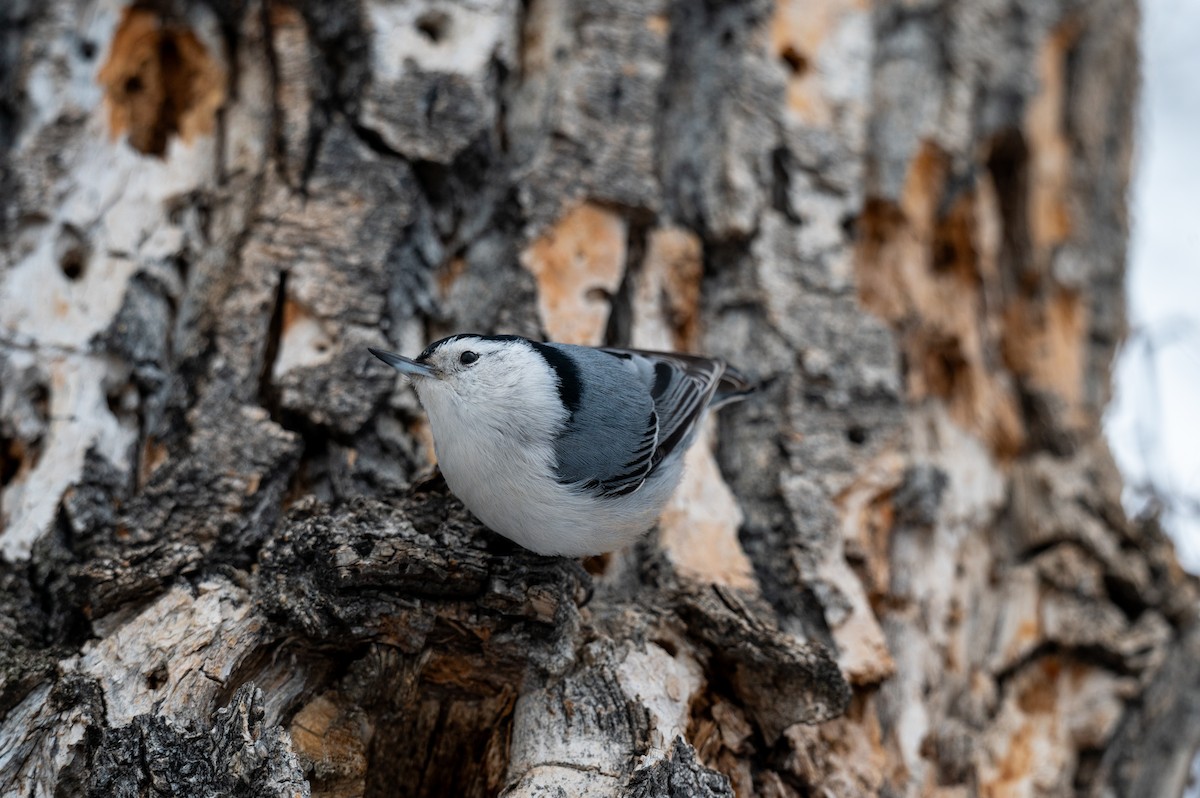 White-breasted Nuthatch - ML618277945