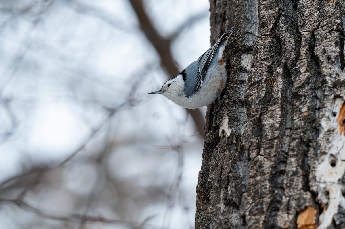 White-breasted Nuthatch - ML618277946